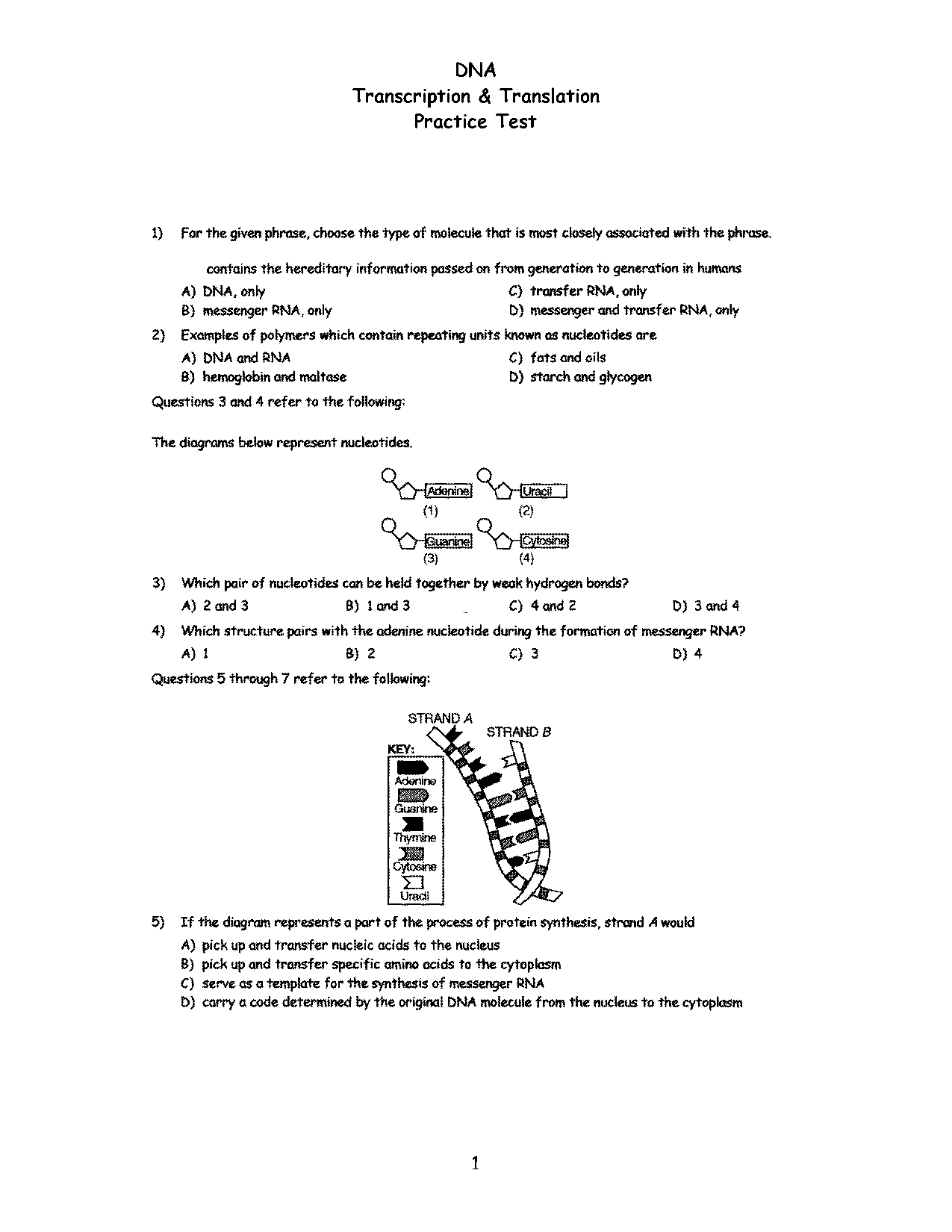 rna transcription and translation quiz