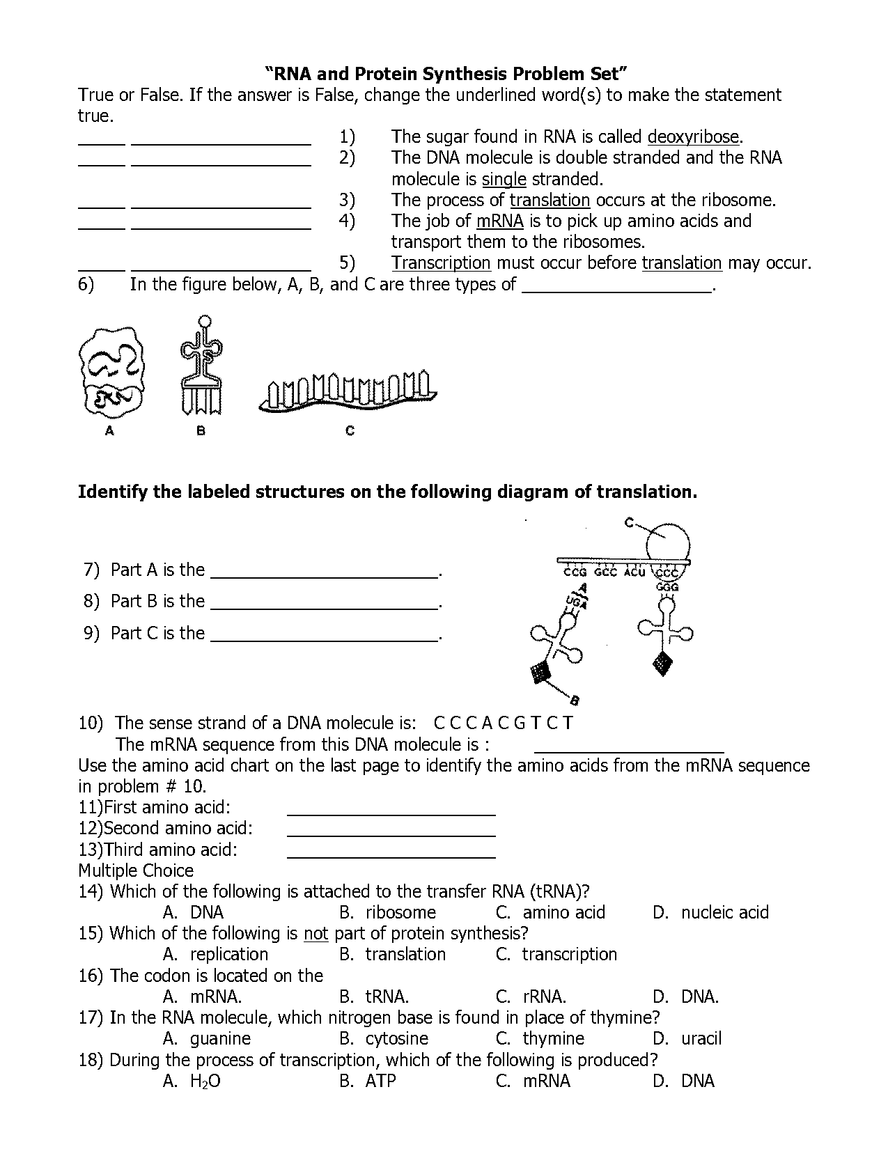 rna transcription and translation quiz