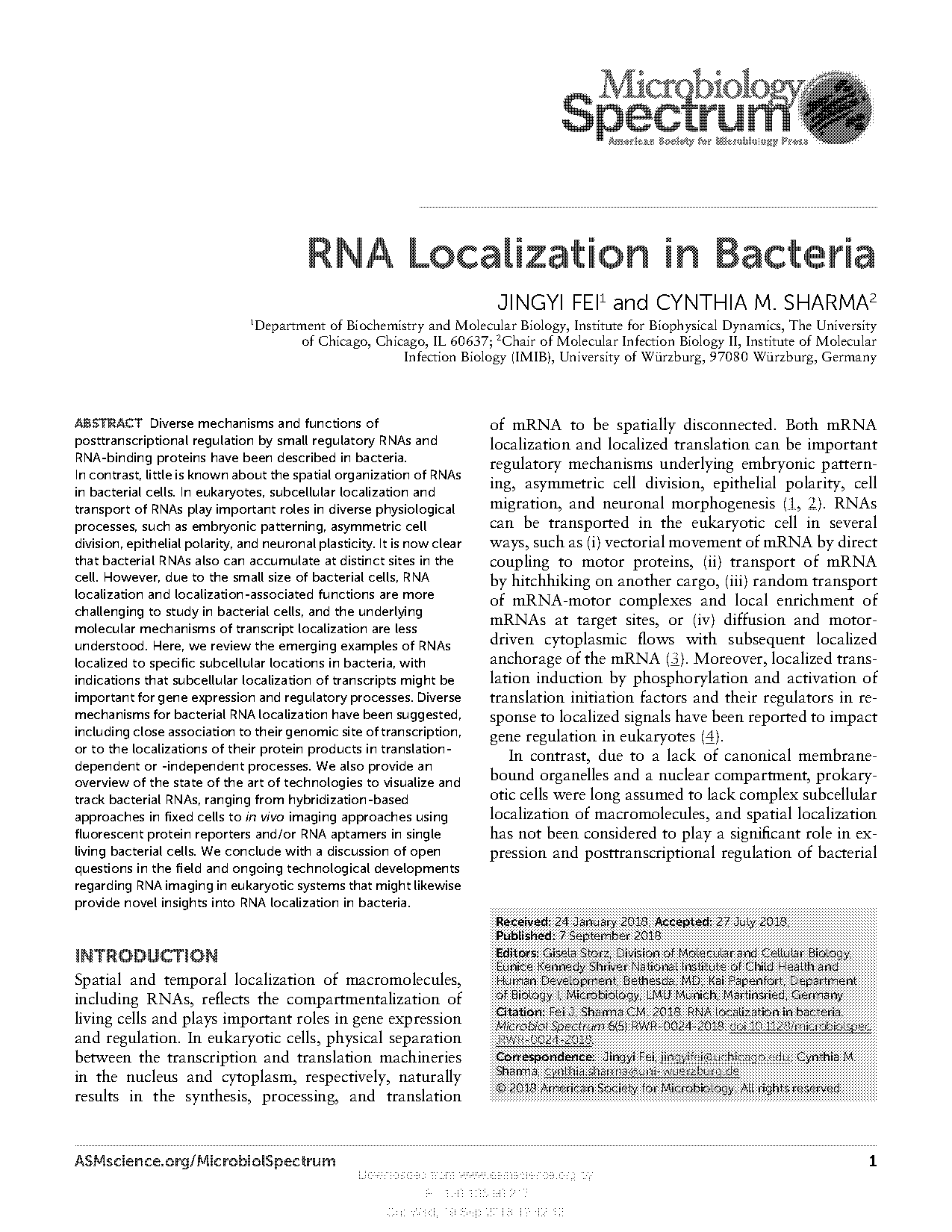 eukaryotic and bacterial transcription and translation