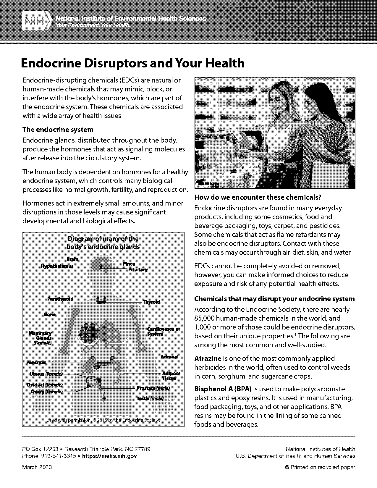 human endocrine system worksheet